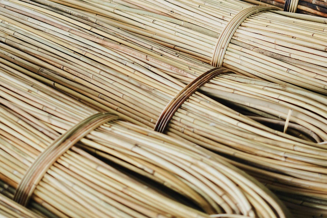 bundles of fresh harvested rattan in a close-up shot by TIBA-TIBA 