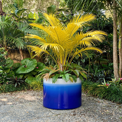 Fade Cylinder planter by TIBA-TIBA – Large wide dark blue ombre to white planter with tropical fern plants in a Balinese garden. 