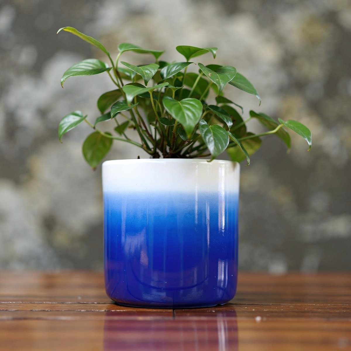 Fade Cylinder planter by TIBA-TIBA – Close up of small dark blue gradient planter with green house plant on wooden desk.