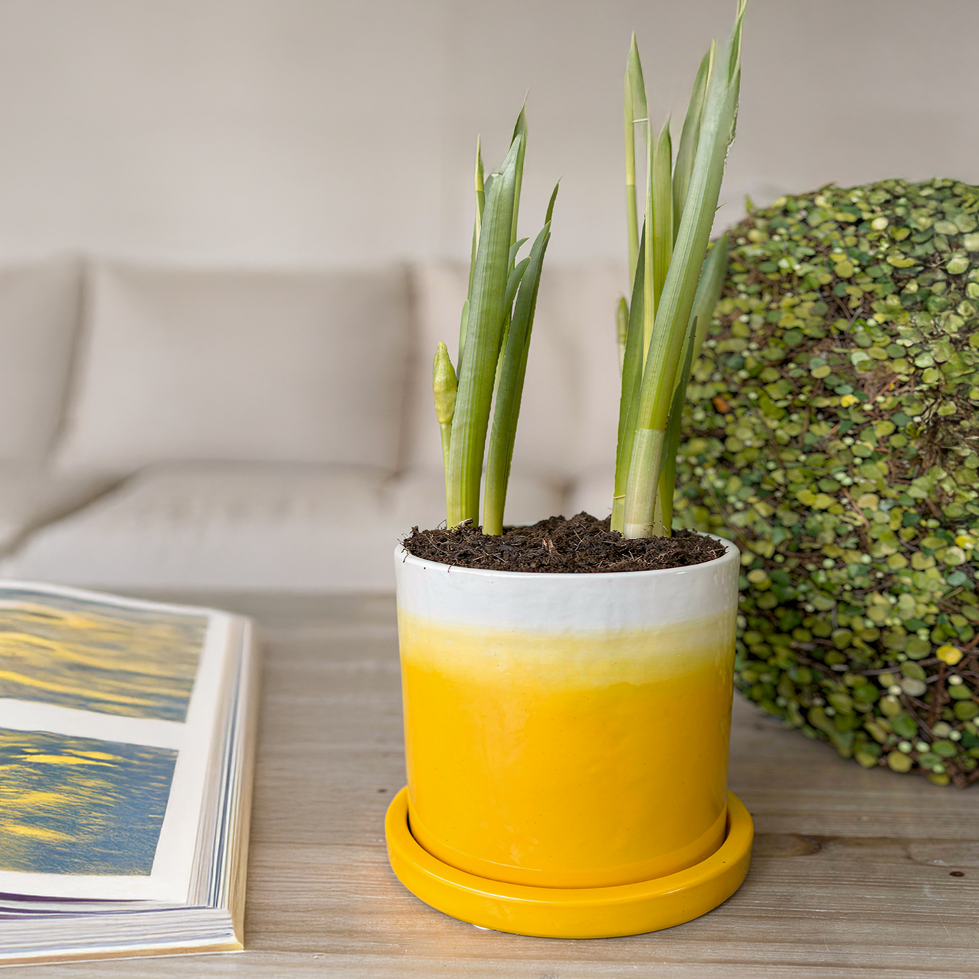 Fade Planter and Tatakan Plant Saucer by TIBA-TIBA - A gradient-coloured planter of yellow to white with a yellow ceramic drip tray on a living room table with Daffodils growing. 