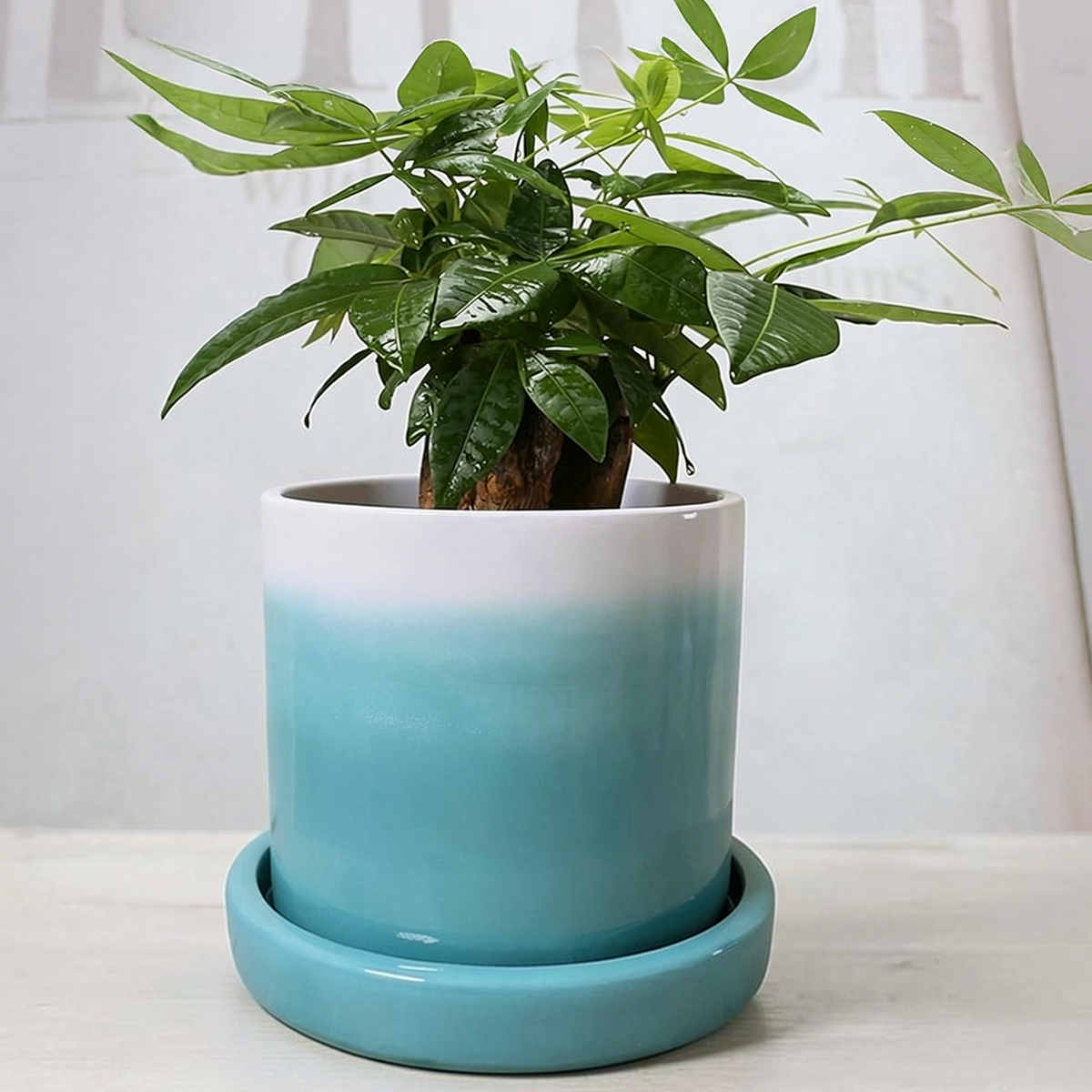 Fade Planter and Tatakan Plant Saucer by TIBA-TIBA - A gradient-coloured planter of turquoise to white with a turquoise terracotta drip tray on a living room table small plant.  